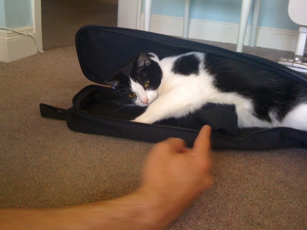 Tell us about (or show us!) the funniest places you've found your pet for a chance to win a Christmas hamper worth £100 and a copy of Oi Frog! by Kes Gray and Jim Field.