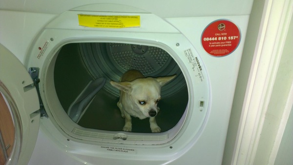 Tell us about (or show us!) the funniest places you've found your pet for a chance to win a Christmas hamper worth £100 and a copy of Oi Frog! by Kes Gray and Jim Field.