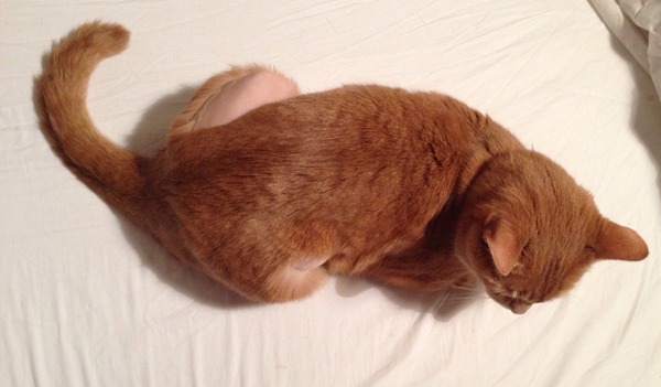 How to keep shaved!cat warm while fur grows back?