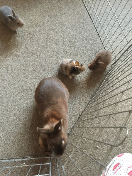 Help my rabbit is giving birth to a surprise litter!