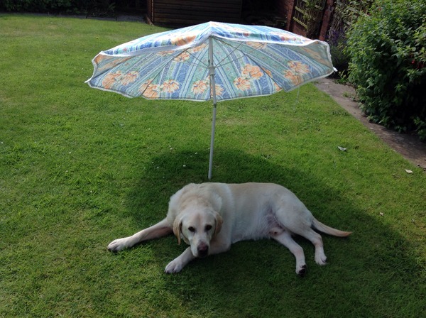 Tell us about (or show us!) the funniest places you've found your pet for a chance to win a Christmas hamper worth £100 and a copy of Oi Frog! by Kes Gray and Jim Field.