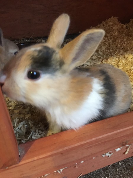 Help my rabbit is giving birth to a surprise litter!