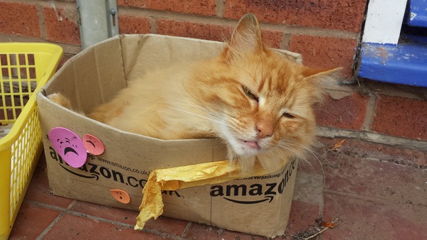 Tell us about (or show us!) the funniest places you've found your pet for a chance to win a Christmas hamper worth £100 and a copy of Oi Frog! by Kes Gray and Jim Field.