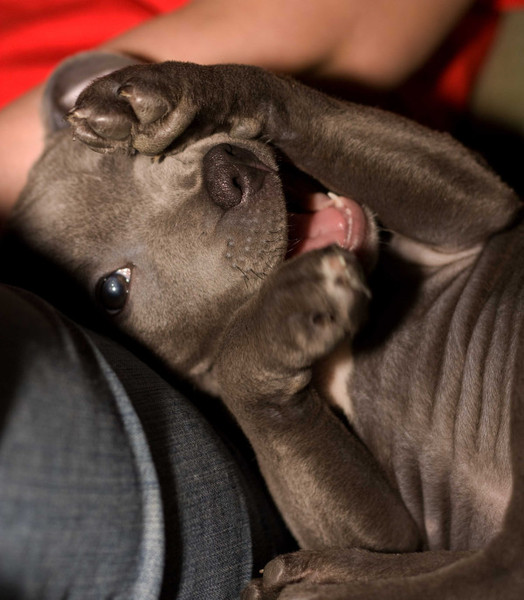 St Bull Terrier - what to expect, what to read!