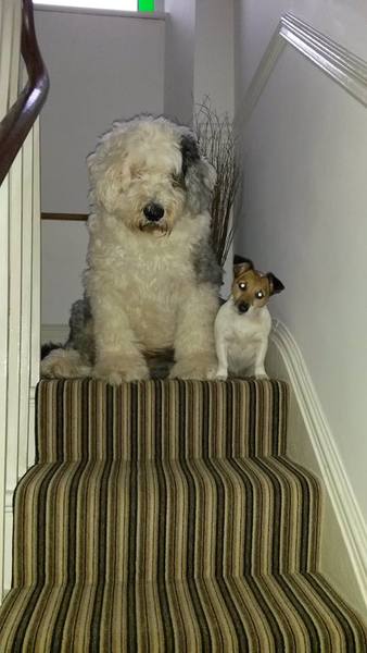 Dry food for dog with hip dysplasia