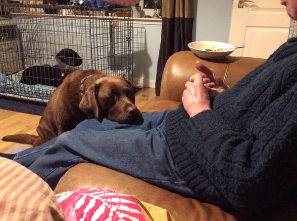 What do you feed your (slightly rounded) labrador, please?
