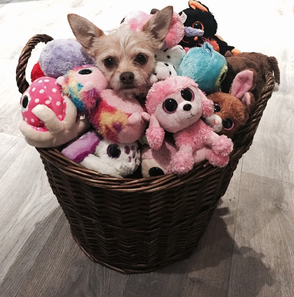 Tell us about (or show us!) the funniest places you've found your pet for a chance to win a Christmas hamper worth £100 and a copy of Oi Frog! by Kes Gray and Jim Field.