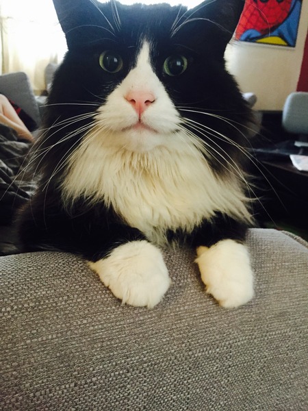 Adopting a 7 year old
