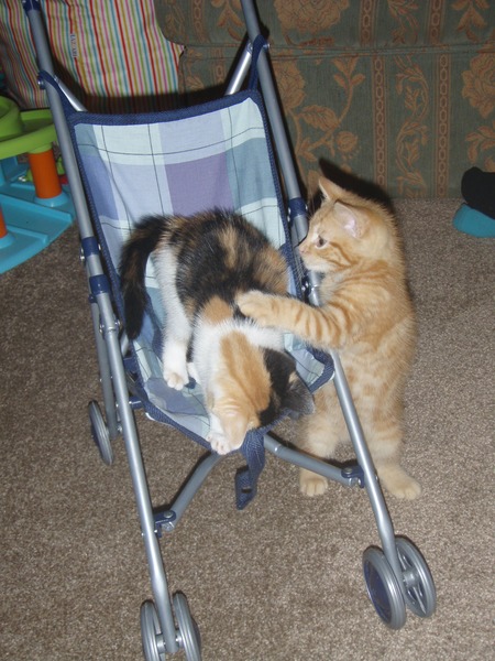 Tell us about (or show us!) the funniest places you've found your pet for a chance to win a Christmas hamper worth £100 and a copy of Oi Frog! by Kes Gray and Jim Field.