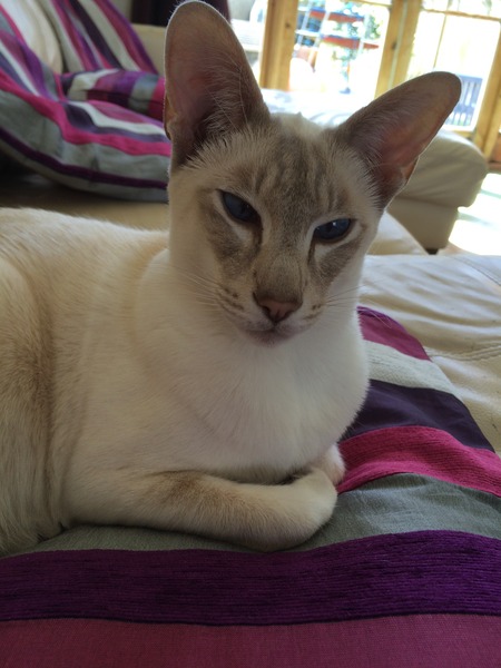 Look at my Precious Baby Fur Princess