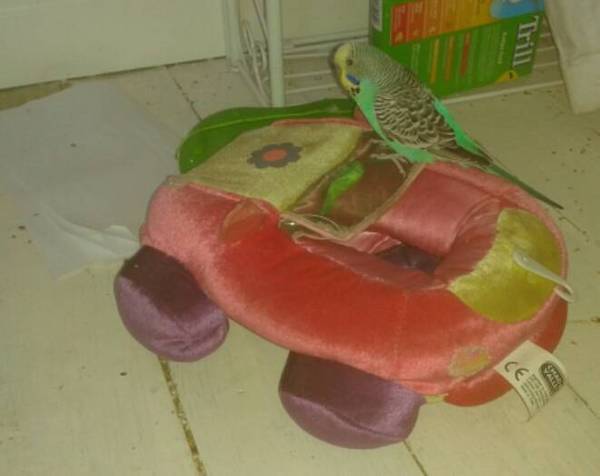 Tell us about (or show us!) the funniest places you've found your pet for a chance to win a Christmas hamper worth £100 and a copy of Oi Frog! by Kes Gray and Jim Field.