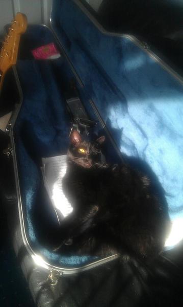 Tell us about (or show us!) the funniest places you've found your pet for a chance to win a Christmas hamper worth £100 and a copy of Oi Frog! by Kes Gray and Jim Field.