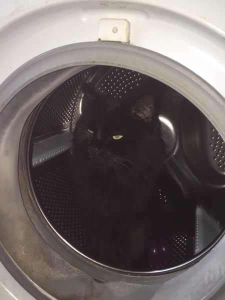 Tell us about (or show us!) the funniest places you've found your pet for a chance to win a Christmas hamper worth £100 and a copy of Oi Frog! by Kes Gray and Jim Field.