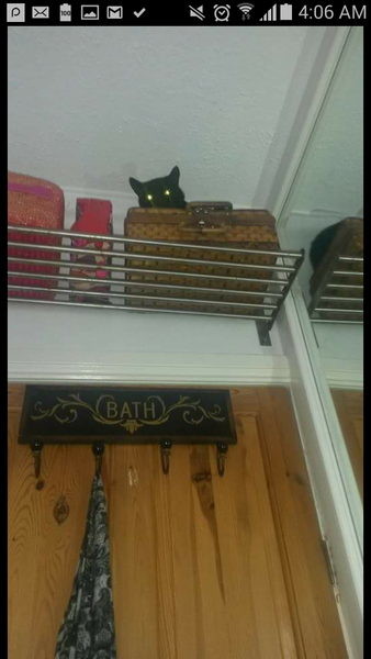 Tell us about (or show us!) the funniest places you've found your pet for a chance to win a Christmas hamper worth £100 and a copy of Oi Frog! by Kes Gray and Jim Field.