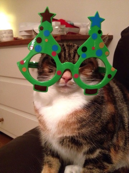 What's the cheekiest or most mischievous adventure your pet has had at Christmas? Share it with MORE TH>N: chance to win £300! NOW CLOSED