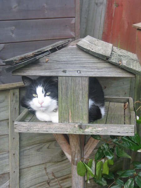 Tell us about (or show us!) the funniest places you've found your pet for a chance to win a Christmas hamper worth £100 and a copy of Oi Frog! by Kes Gray and Jim Field.