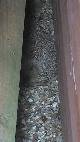 Tell us about (or show us!) the funniest places you've found your pet for a chance to win a Christmas hamper worth £100 and a copy of Oi Frog! by Kes Gray and Jim Field.