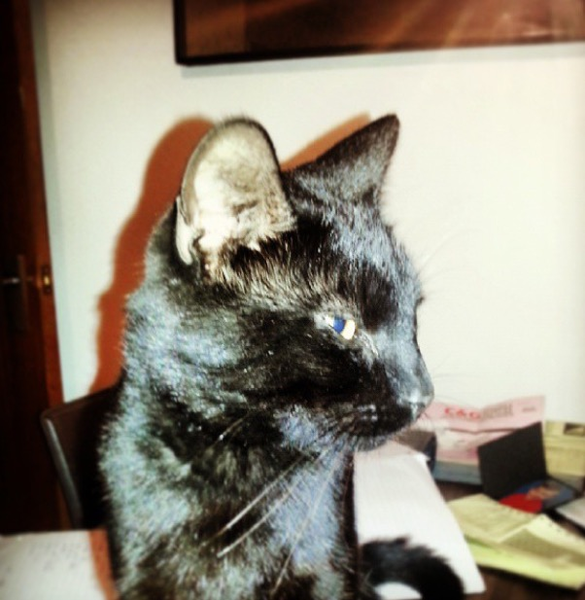 Temporarily rehoming a pet? Please help - I'm so worried :(