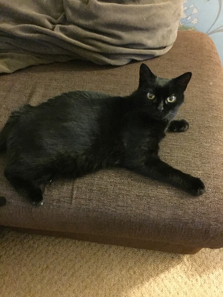 Cat toys without catnip