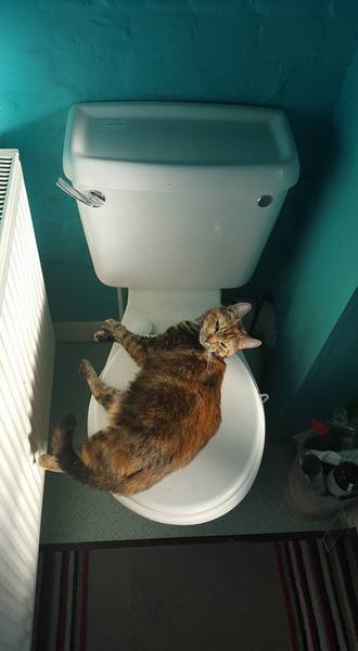 Tell us about (or show us!) the funniest places you've found your pet for a chance to win a Christmas hamper worth £100 and a copy of Oi Frog! by Kes Gray and Jim Field.