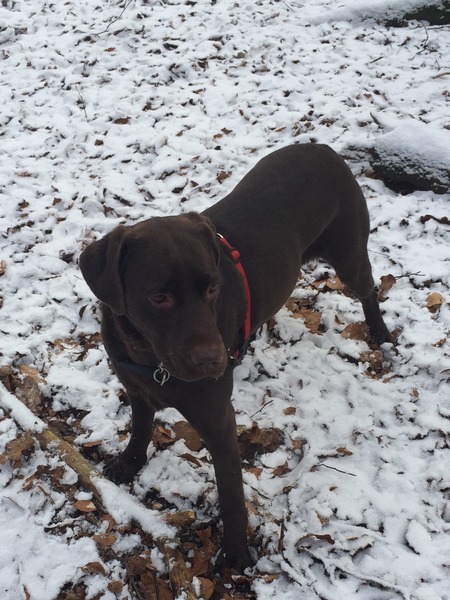 What do you feed your (slightly rounded) labrador, please?