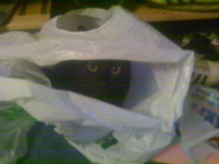 Tell us about (or show us!) the funniest places you've found your pet for a chance to win a Christmas hamper worth £100 and a copy of Oi Frog! by Kes Gray and Jim Field.