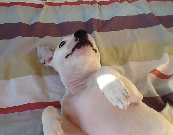 St Bull Terrier - what to expect, what to read!
