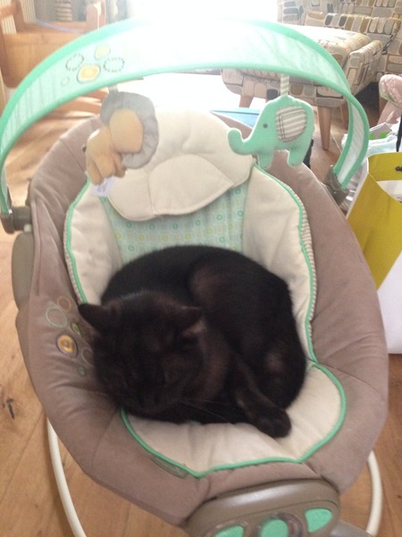 Tell us about (or show us!) the funniest places you've found your pet for a chance to win a Christmas hamper worth £100 and a copy of Oi Frog! by Kes Gray and Jim Field.