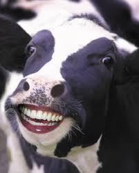 To break into the farm down the road