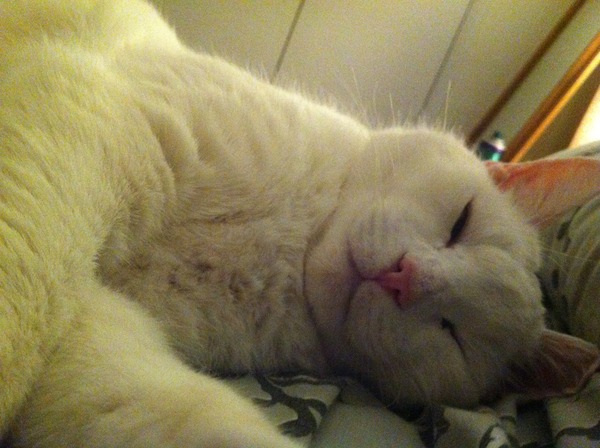 We are all a bit bonkers, worshipping the travelling womble conker, we rub the grad's bumps for luck and shag without scientific schmuck (Most of the time!) Its Just Shagging 56!