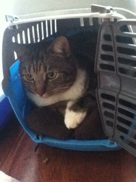 Tell us about (or show us!) the funniest places you've found your pet for a chance to win a Christmas hamper worth £100 and a copy of Oi Frog! by Kes Gray and Jim Field.