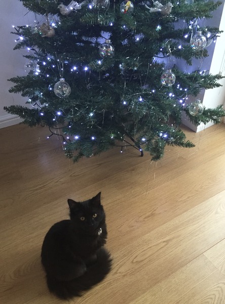 Tell us about (or show us!) the funniest places you've found your pet for a chance to win a Christmas hamper worth £100 and a copy of Oi Frog! by Kes Gray and Jim Field.