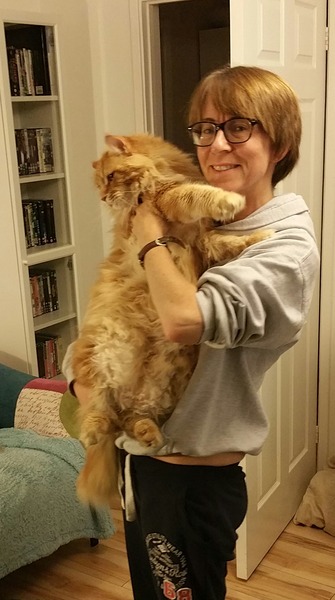 How do you know if your cat is fat?