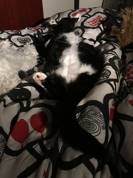 Look at my Precious Baby Fur Princess