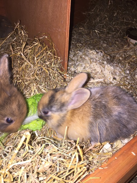 Help my rabbit is giving birth to a surprise litter!