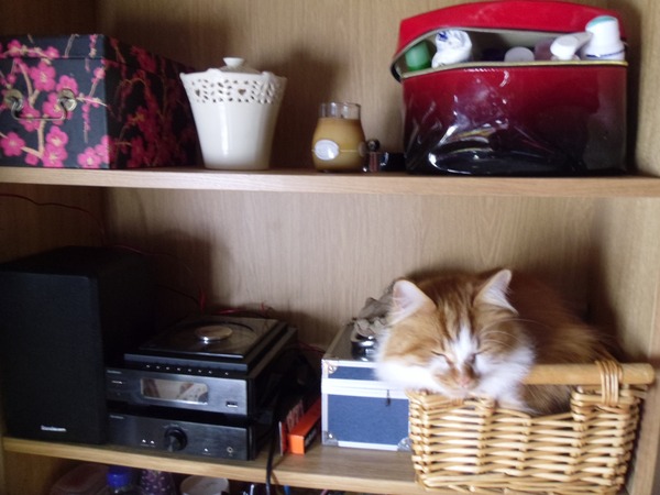 Tell us about (or show us!) the funniest places you've found your pet for a chance to win a Christmas hamper worth £100 and a copy of Oi Frog! by Kes Gray and Jim Field.