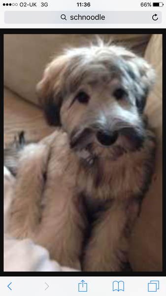what breed would you recommend for first time dog owners?