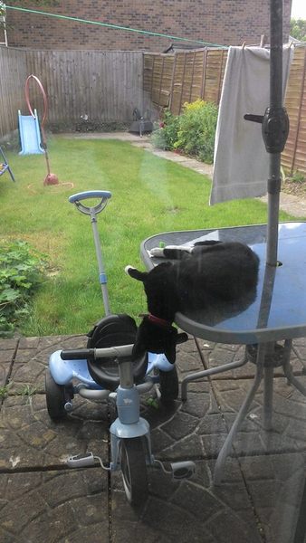 Tell us about (or show us!) the funniest places you've found your pet for a chance to win a Christmas hamper worth £100 and a copy of Oi Frog! by Kes Gray and Jim Field.