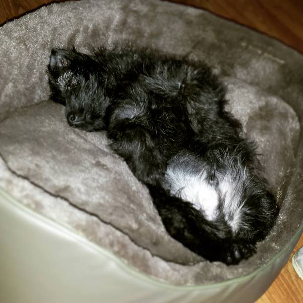 Tell us about (or show us!) the funniest places you've found your pet for a chance to win a Christmas hamper worth £100 and a copy of Oi Frog! by Kes Gray and Jim Field.