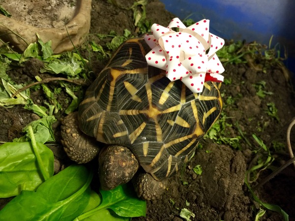 The Time Has Come For Festive Super Furry Animal Photos......;)