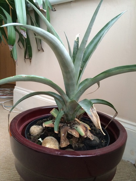 Pineapple is best from a tin