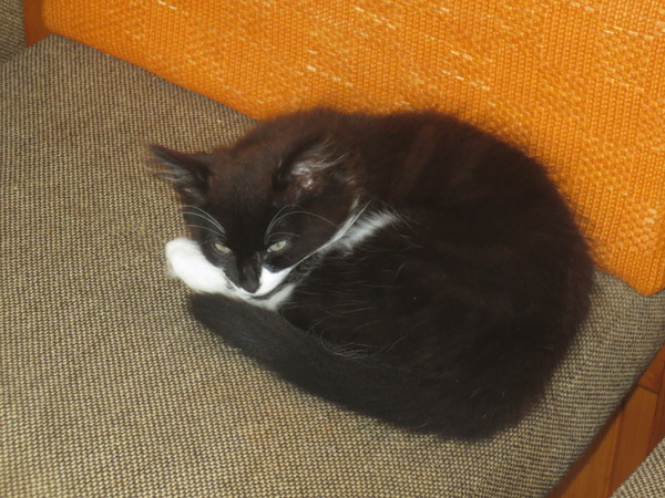 missing kitten