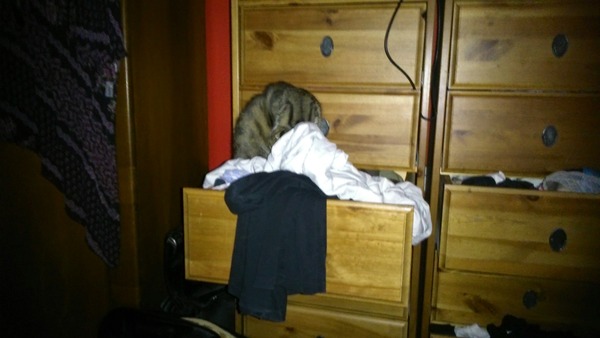 Tell us about (or show us!) the funniest places you've found your pet for a chance to win a Christmas hamper worth £100 and a copy of Oi Frog! by Kes Gray and Jim Field.