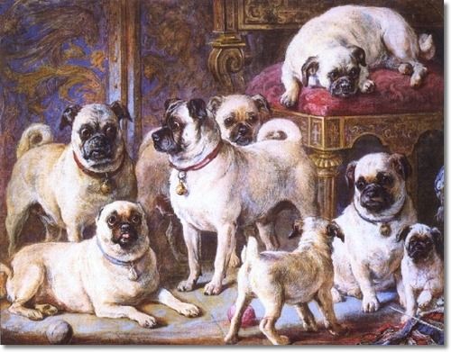 Pug puppy v X pug puppy
