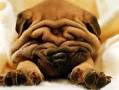 To think my brother ought to ask if he can bring his canine clingon to stay with us over Christmas?