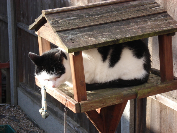 Tell us about (or show us!) the funniest places you've found your pet for a chance to win a Christmas hamper worth £100 and a copy of Oi Frog! by Kes Gray and Jim Field.