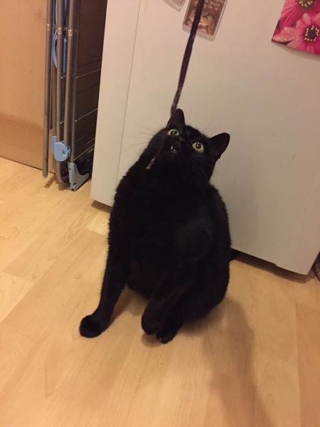 Cat toys without catnip