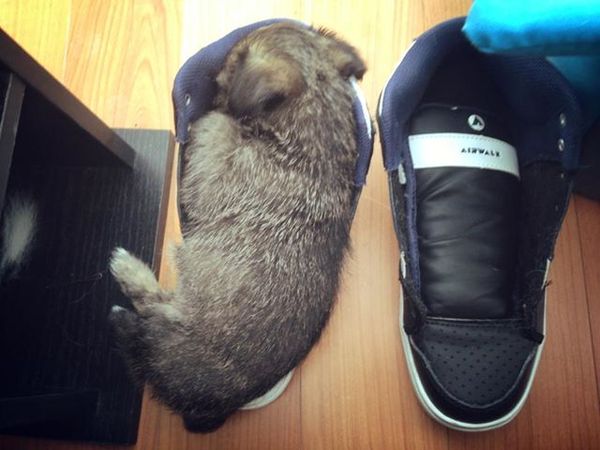 Tell us about (or show us!) the funniest places you've found your pet for a chance to win a Christmas hamper worth £100 and a copy of Oi Frog! by Kes Gray and Jim Field.