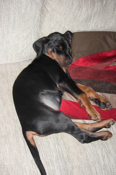 Tell us about (or show us!) the funniest places you've found your pet for a chance to win a Christmas hamper worth £100 and a copy of Oi Frog! by Kes Gray and Jim Field.