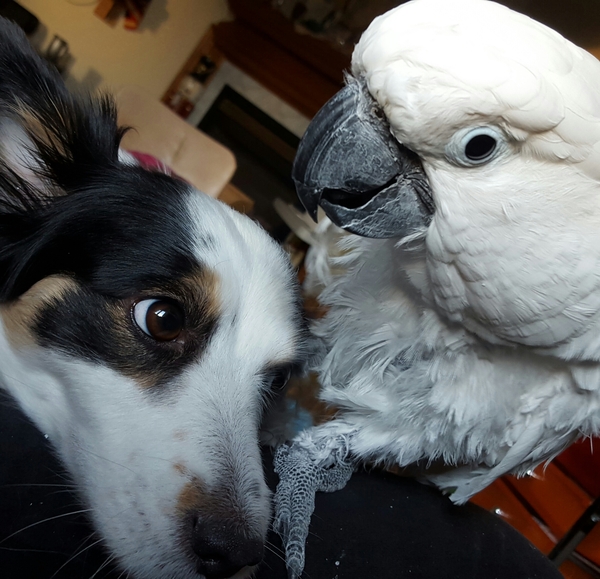 To ask if your pets are "friends"?